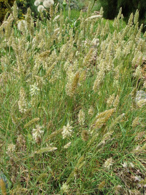 Koeleria vallesiania subsp.vallesiania